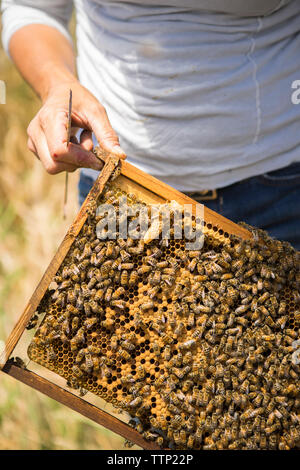 Immagine ritagliata di apicoltore azienda telaio a nido d'ape nel campo Foto Stock