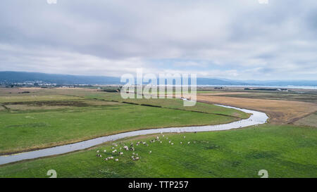 Angolo di Alta Vista del pascolo del bestiame sul campo erboso contro il cielo nuvoloso Foto Stock