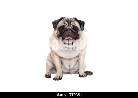 Adorabili sorridente cute pug cucciolo di cane seduto con la lingua di fuori, isolato su sfondo bianco Foto Stock