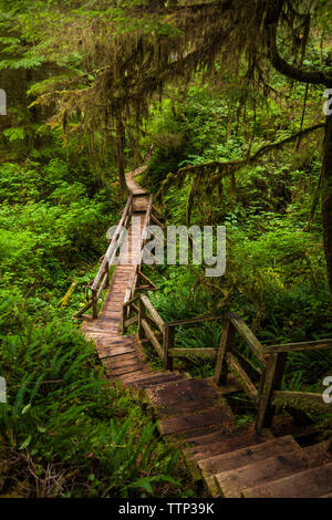 Passeggiata tra le piante nella foresta a Pacific Rim National Park Foto Stock