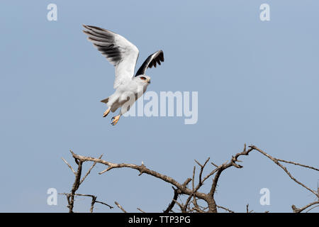 Nero-Kite con spallamento (Elanus caeruleus) prende il volo da thorn brancj Foto Stock