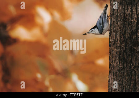 Close-up di bianco-breasted picchio muratore sul tronco di albero Foto Stock