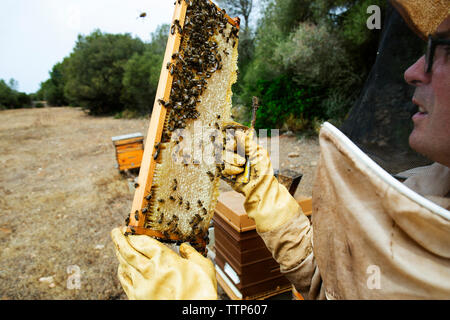 Apicoltore esaminando beehive telaio in corrispondenza del campo sulla giornata di sole Foto Stock