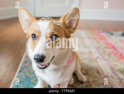 Close-up ritratto di corgi indossa tiara seduto su un tappeto a casa Foto Stock