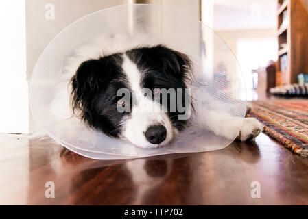 Ritratto di Border Collie indossando il cono collarino mentre vi rilassate sul pavimento a casa Foto Stock