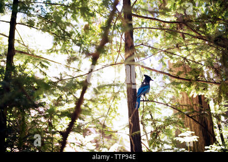 Basso angolo vista di Steller jay si appollaia su albero Foto Stock