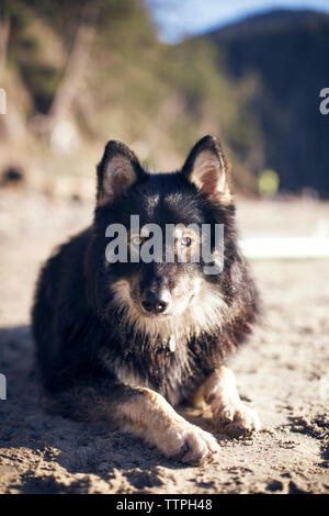 Ritratto di wolfdog seduto a terra Foto Stock