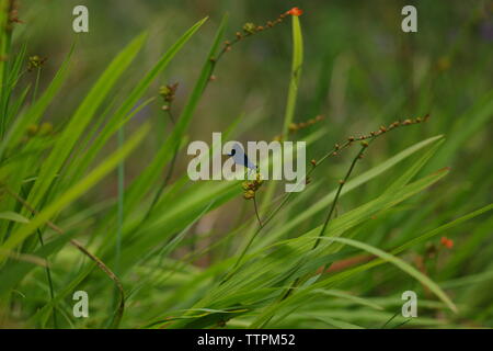 Belle Demoiselle (Calopteryx virgo). Fiume Dart fluente attraverso boschi Hembury su un tardo pomeriggio estati. Buckfastleigh, Dartmoor Devon, Regno Unito. Foto Stock