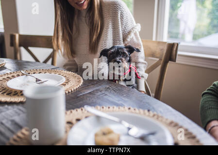 Un cane di piccola taglia al tavolo della cucina mentre la famiglia mangia la prima colazione Foto Stock