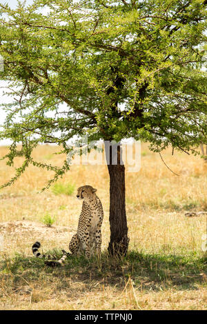 Cheetah seduta mediante una struttura ad albero in campo al Parco Nazionale del Serengeti Foto Stock