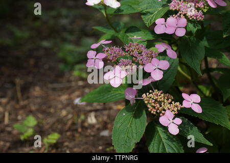 Hydrangea serrata Intermedia pink a corymb. А specie di pianta flowering in famiglia Hydrangeaceae, nativo di Corea e Giappone. Foto Stock