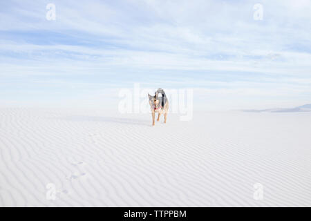 Cane a camminare sul deserto contro il cielo nuvoloso al White Sands National Monument Foto Stock