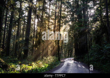 Strada vuota nel mezzo di alberi in Redwood National e parchi statali Foto Stock