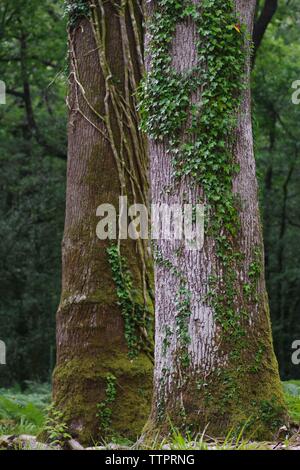 Coppia di maturi tronchi di alberi in boschi Hembury su un tardo pomeriggio estati. Buckfastleigh, Dartmoor Devon, Regno Unito. Foto Stock