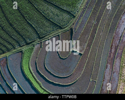 Vista aerea di campi di riso Foto Stock