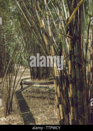 Vista posteriore di un escursionista a piedi nella foresta di bamboo Foto Stock