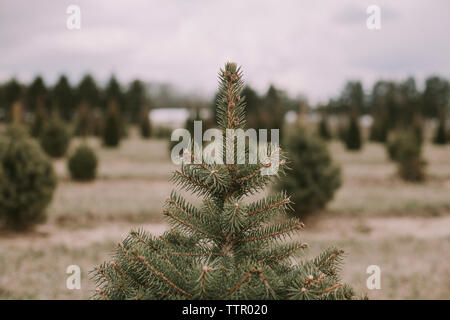 Close-up di alberi di conifere che crescono su campo Foto Stock