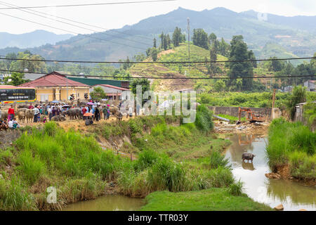 Bestiame mercato commerciale, Bac Ha, Lao Cai Provincia, Vietnam, Asia Foto Stock