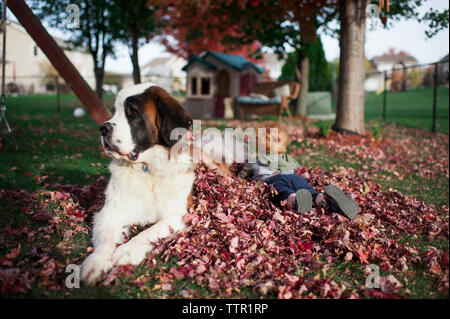 Cane grande stabilisce in leaf palo con toddler migliore amico in cortile Foto Stock