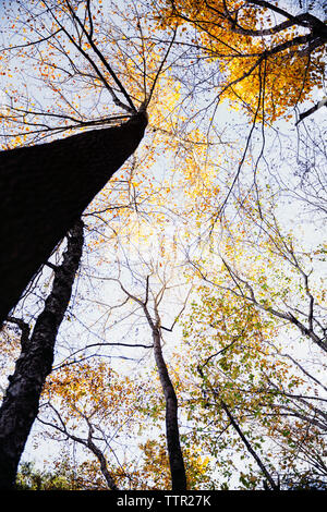 Basso angolo vista di autunno alberi contro il cielo Foto Stock