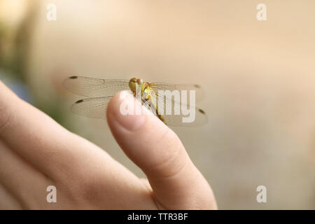 Piccola libellula sulla mano femmina Foto Stock