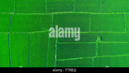 Close-up di tessuto verde Foto Stock