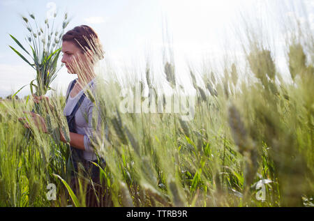 L'agricoltore femmina tenendo fresco raccolte piante di frumento sul campo Foto Stock