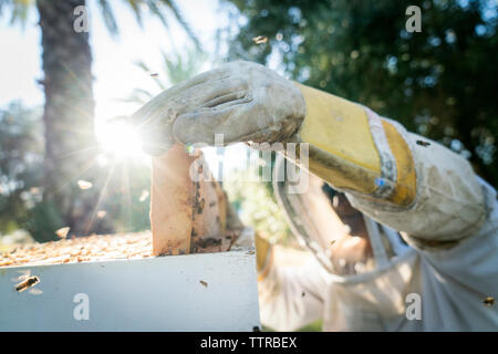 Apicoltore mantenendo il telaio in beehive Foto Stock