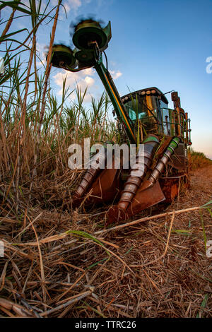 Mietitrice canna da zucchero sul campo contro il cielo blu presso l'azienda Foto Stock