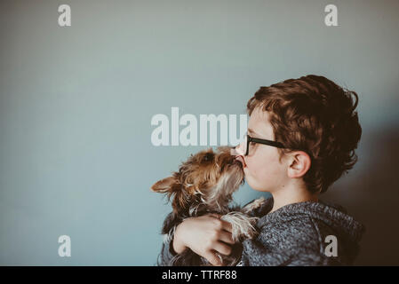 Yorkshire Terrier leccare ragazzo in faccia contro la parete a casa Foto Stock