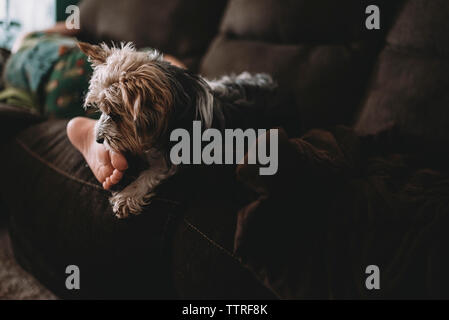 Sezione bassa del ragazzo con lo Yorkshire Terrier rilassante sul divano di casa Foto Stock