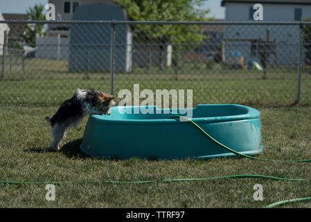 Vista laterale dello Yorkshire Terrier impennarsi sulla piscina per bambini al cortile Foto Stock