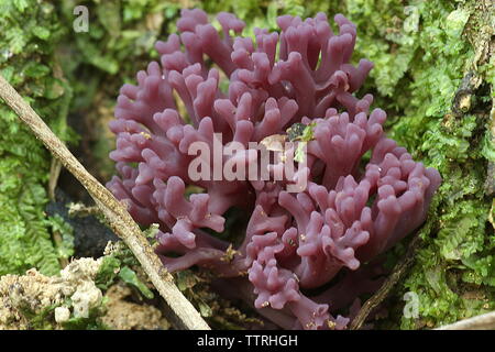 Violetta coral fungo Foto Stock