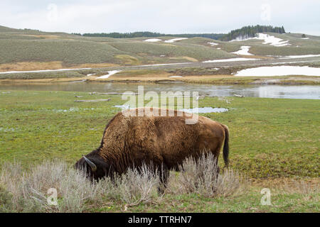 Bisonti americani di pascolare su campo Foto Stock