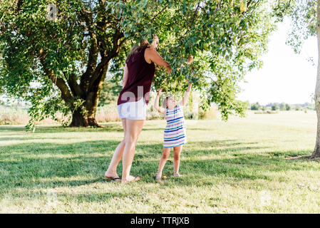 Madre e figlia la raccolta di mele da albero mentre si sta in piedi sul campo erboso Foto Stock