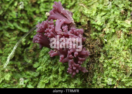 Violetta coral fungo Foto Stock