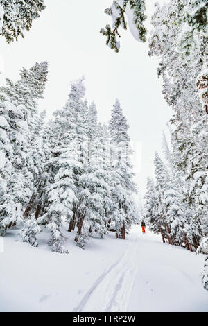 Lone sciatore tra alti pini nevoso nel Wyoming backcountry Foto Stock