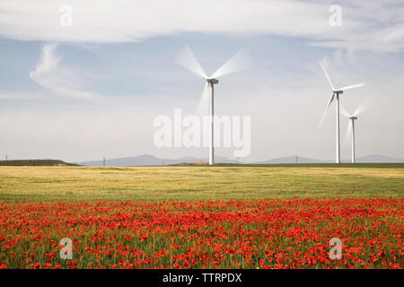 Le turbine eoliche sul campo con fiori di papavero in primo piano Foto Stock