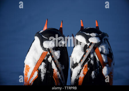 Close-up di ramponi posto su gli scarponi durante un'escursione. Foto Stock