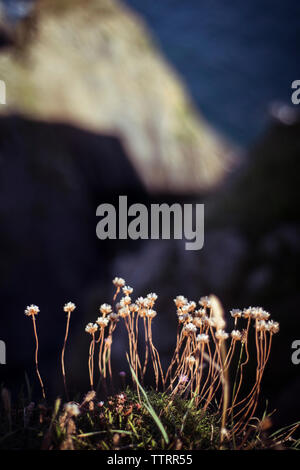 Close-up di fiori Foto Stock