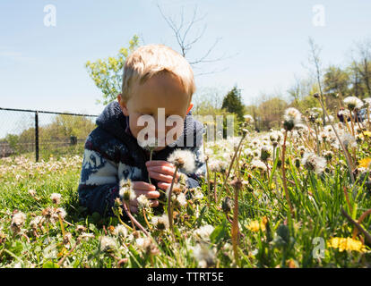 Happy boy holding tarassaco fiore crescente sul campo contro il cielo durante la giornata di sole Foto Stock