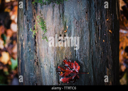 Close-up di faccina scolpita su bagnato tronco di albero Foto Stock