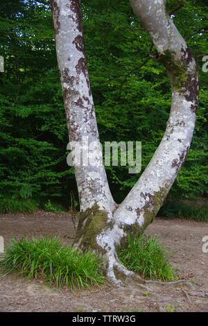 Twin Tronco Faggio. Hembury boschi in un tardo pomeriggio estati. Buckfastleigh, Dartmoor Devon, Regno Unito. Foto Stock