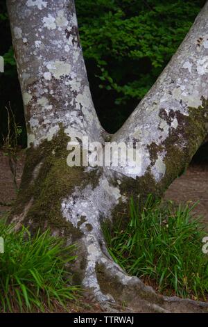 Twin Tronco Faggio. Hembury boschi in un tardo pomeriggio estati. Buckfastleigh, Dartmoor Devon, Regno Unito. Foto Stock