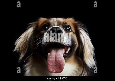 Close-up di cane ansimante su sfondo nero Foto Stock