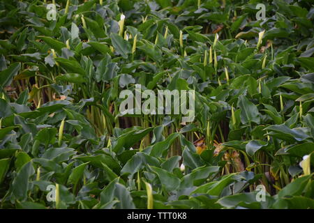 Calla Lilies cresce a Yangmingshan in Taipei, Taiwan Foto Stock