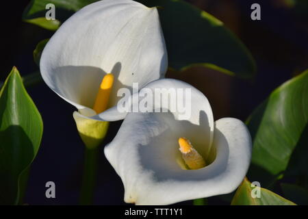 Calla Lilies cresce a Yangmingshan in Taipei, Taiwan Foto Stock