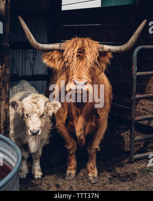 Ritratto di highland bestiame bovino e vitello in piedi nel fienile Foto Stock