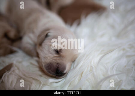 Close-up di grazioso cucciolo che dorme sul tappeto a casa Foto Stock