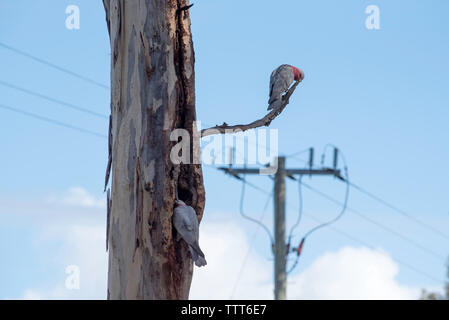 Una coppia di uccelli galiani rosa australiani (Eolophus roseicapilla), uno frequenta il nido cavo dell'albero mentre il suo compagno tiene d'occhio un ramo vicino Foto Stock